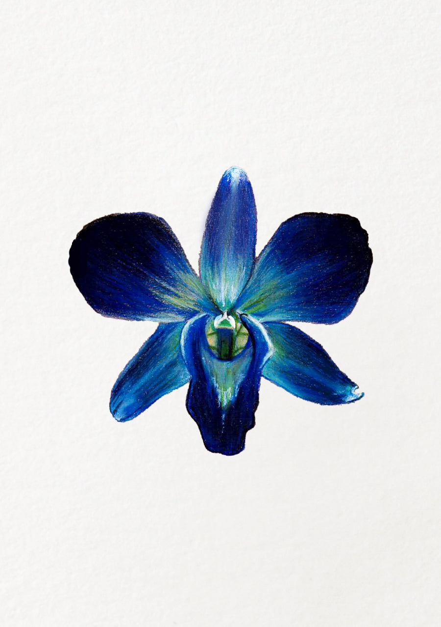 Blue Orchid