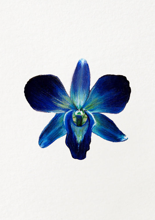 Blue Orchid