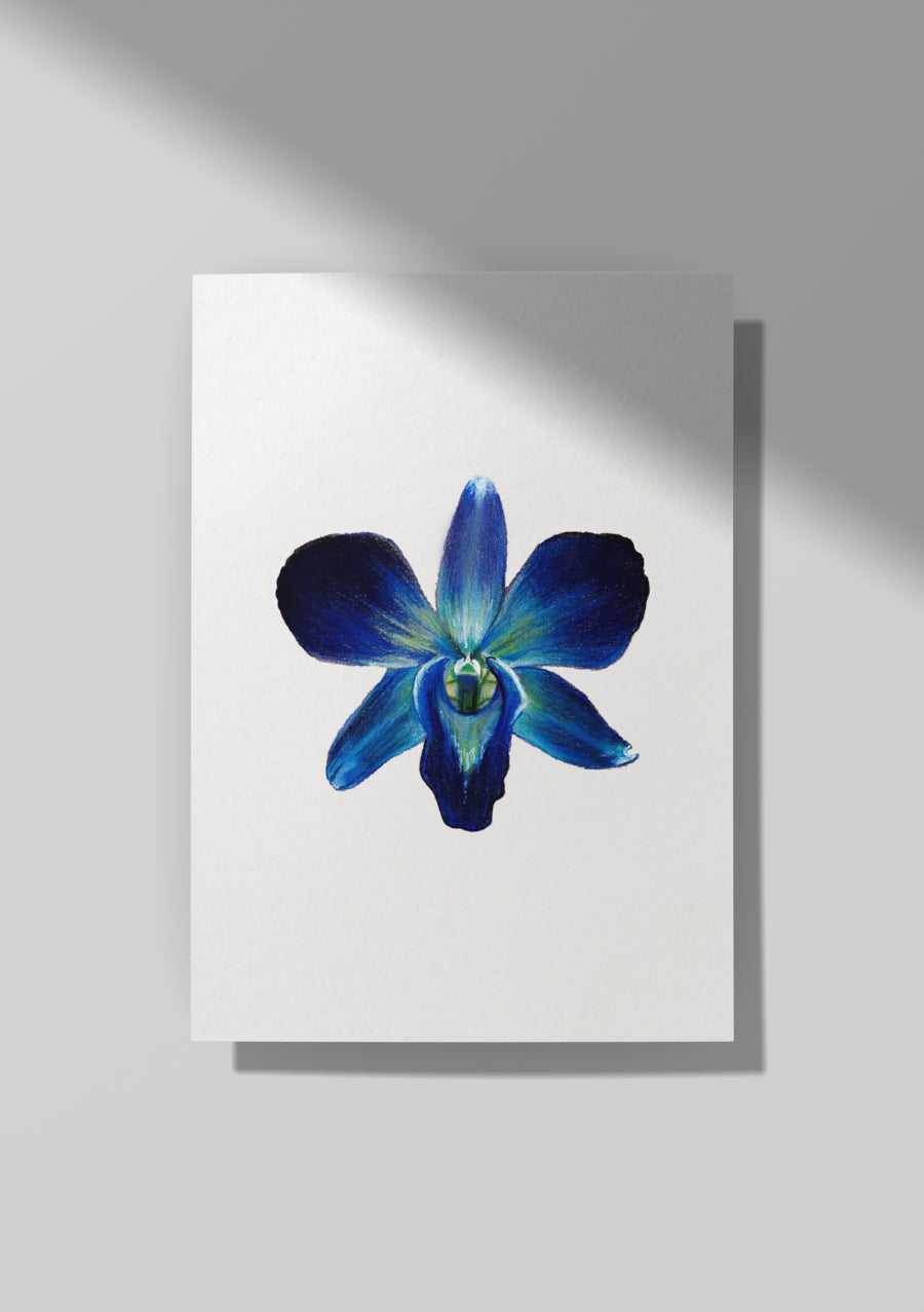 Blue Orchid