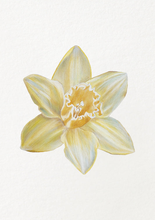 Daffodil - March Birthflower