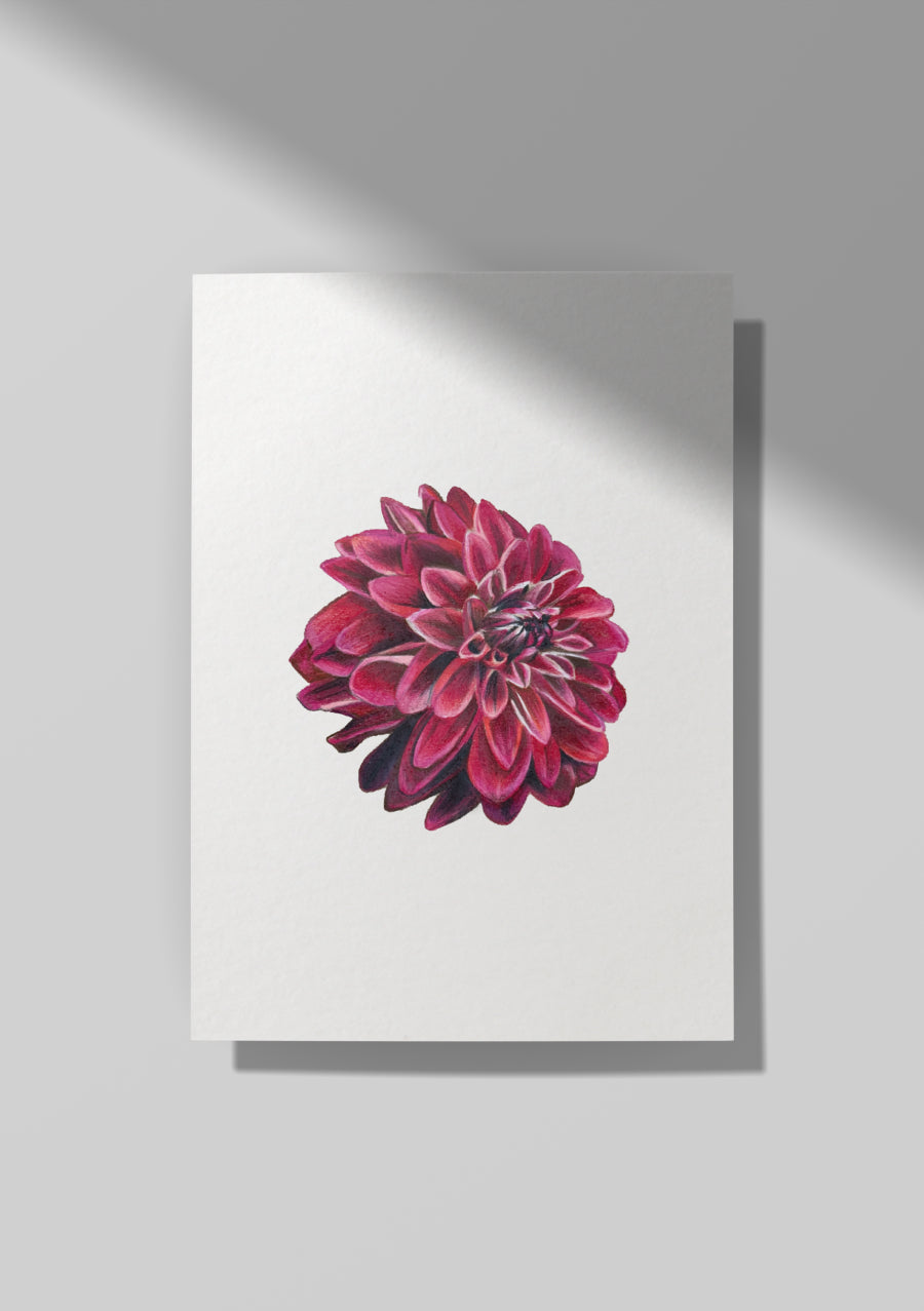 Pink Dahlia