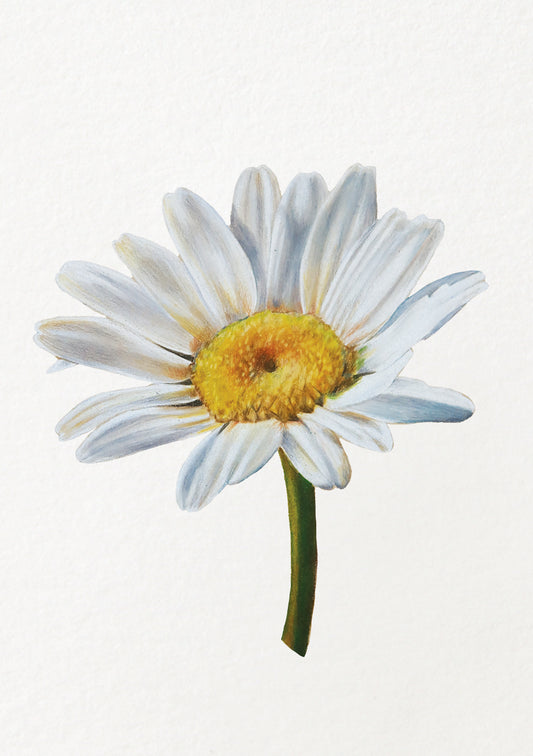 Daisy - April Birthflower