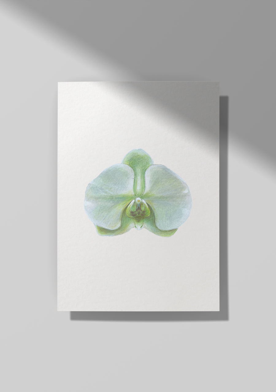 Green Orchid