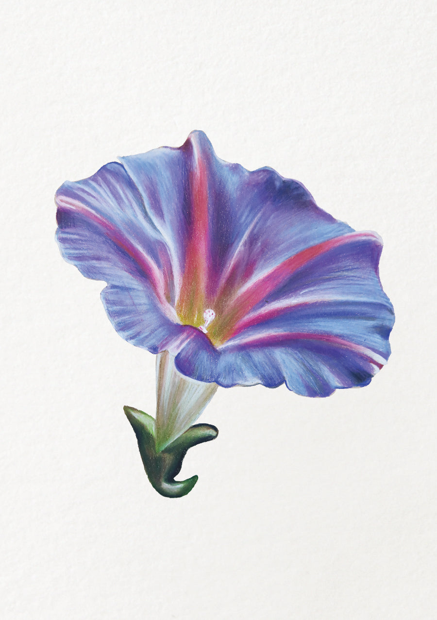 Morning Glory + SHO クローン ハンドメイド Morning Glory - September Birthflower – Shan Kerr Studio