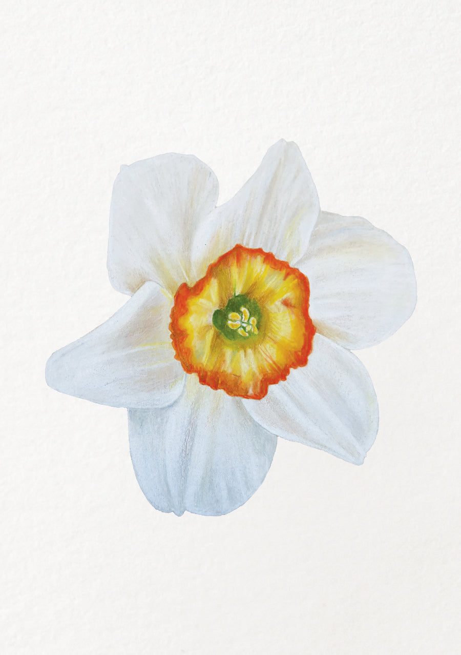 Narcissus - December Birthflower