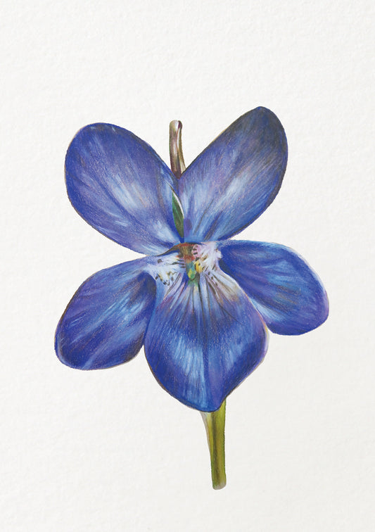 Violet - February Birthflower