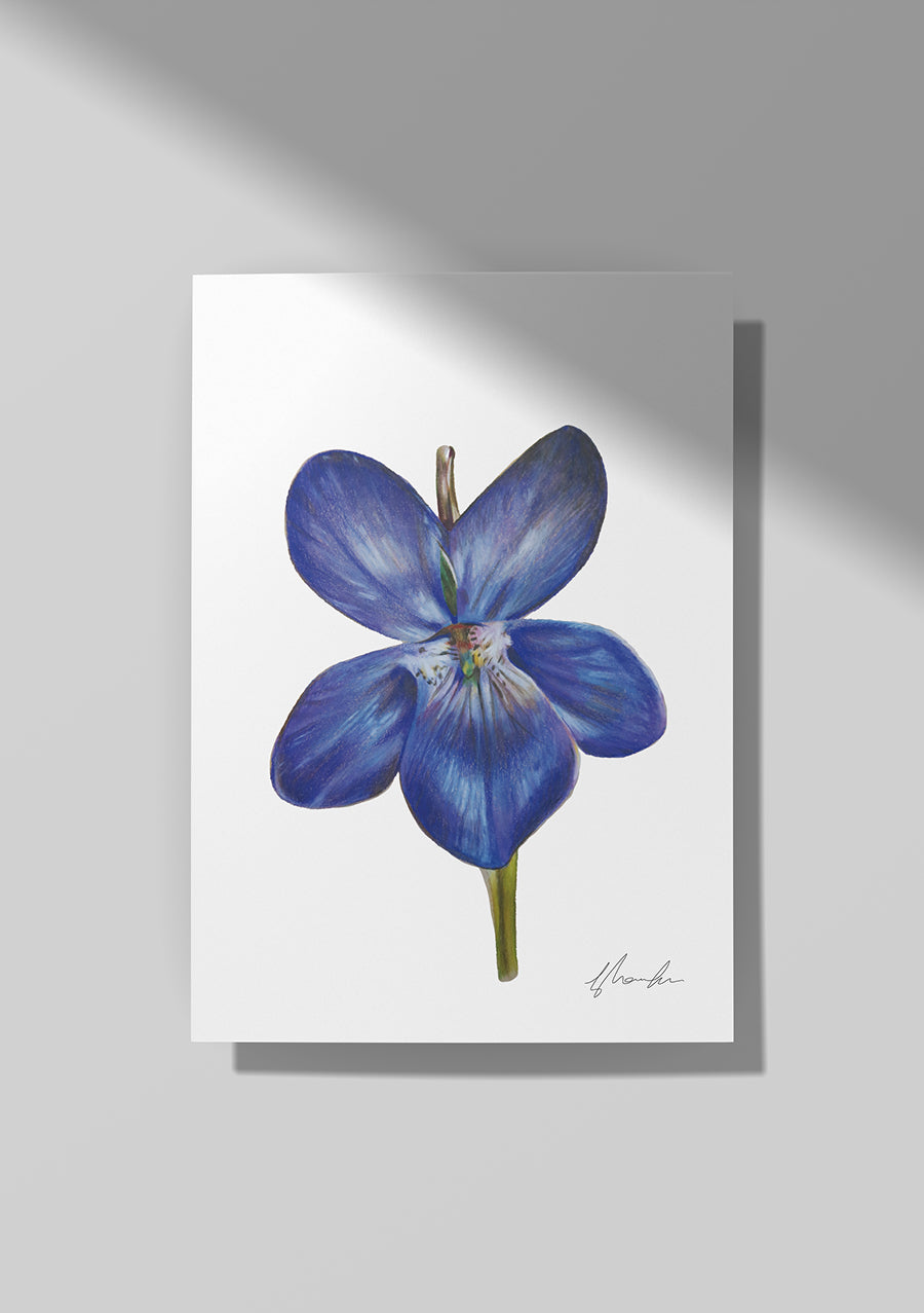 Violet - February Birthflower