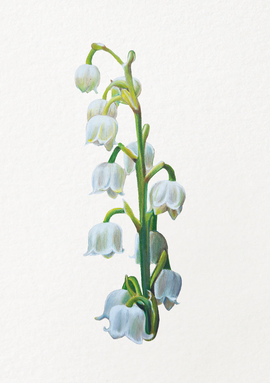 Lily of the Valley - May Birthflower