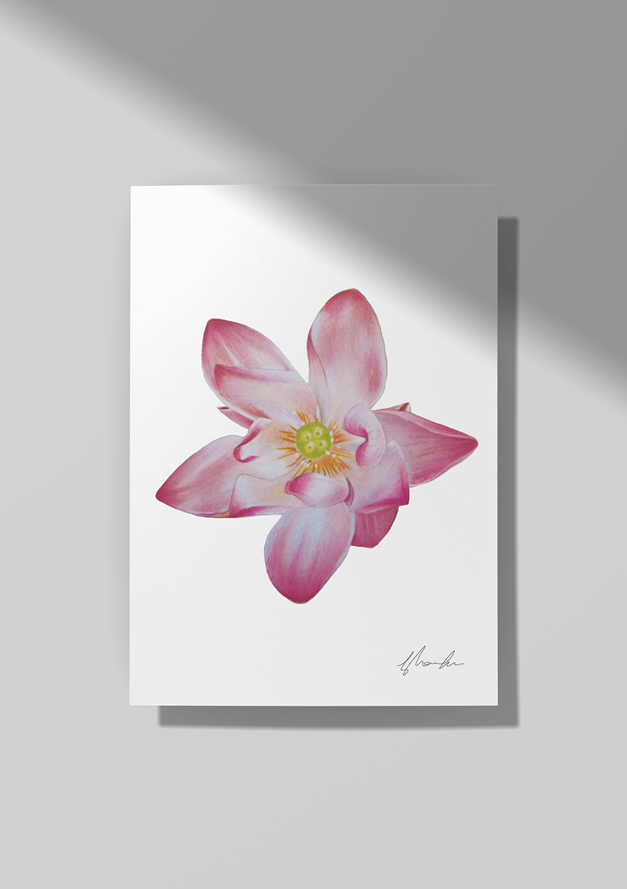 Water Lily - July Birthflower