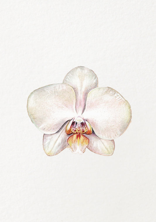 White Orchid