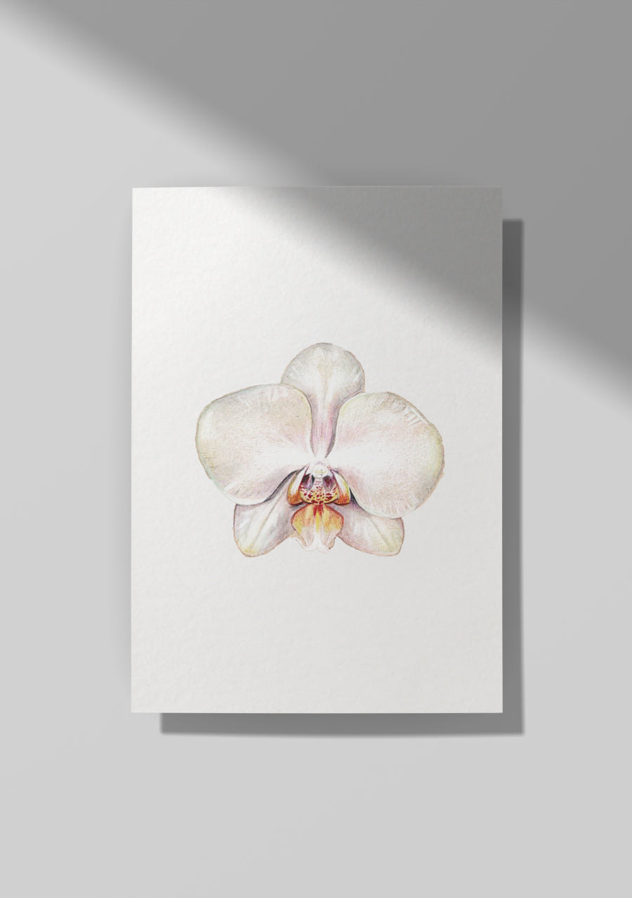 White Orchid