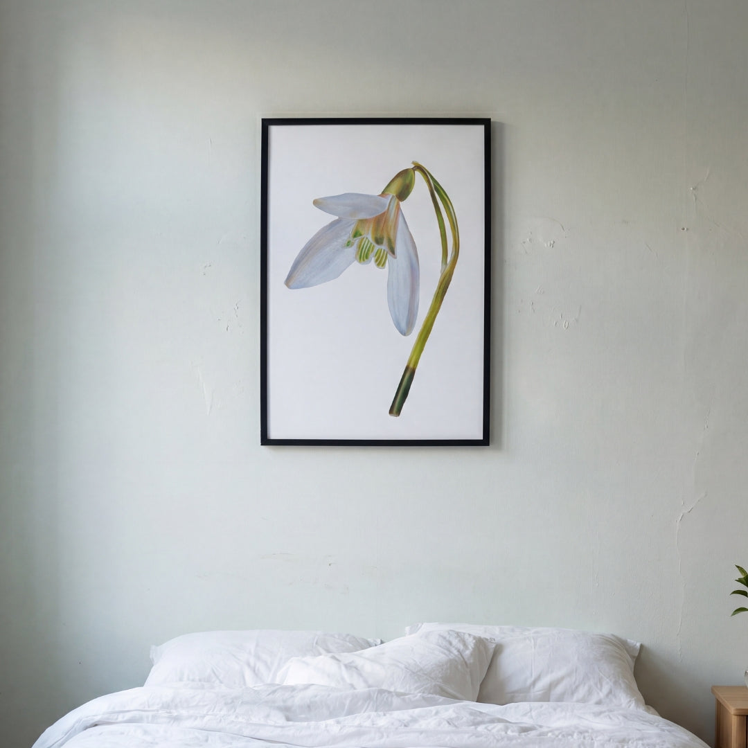 Snowdrop - January Birthflower