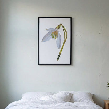 Snowdrop - January Birthflower