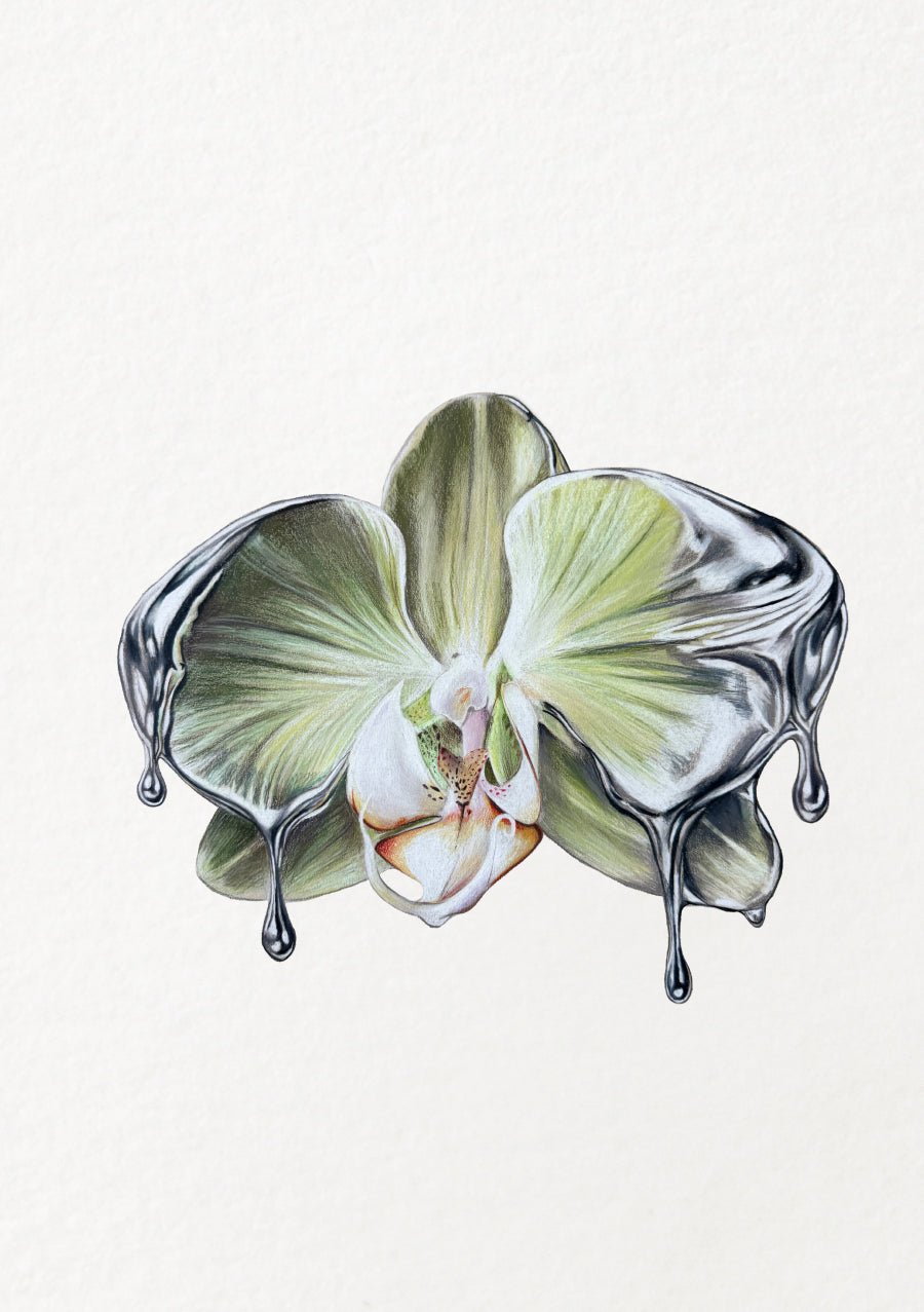 Chrome Orchid
