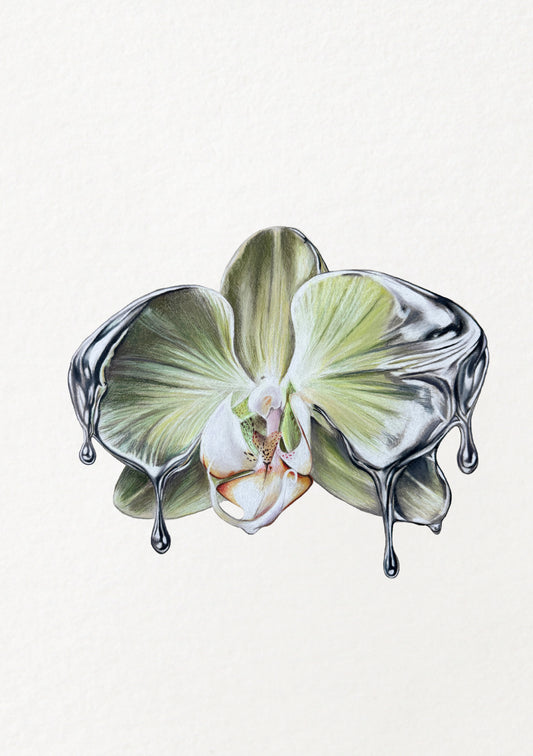 Chrome Orchid