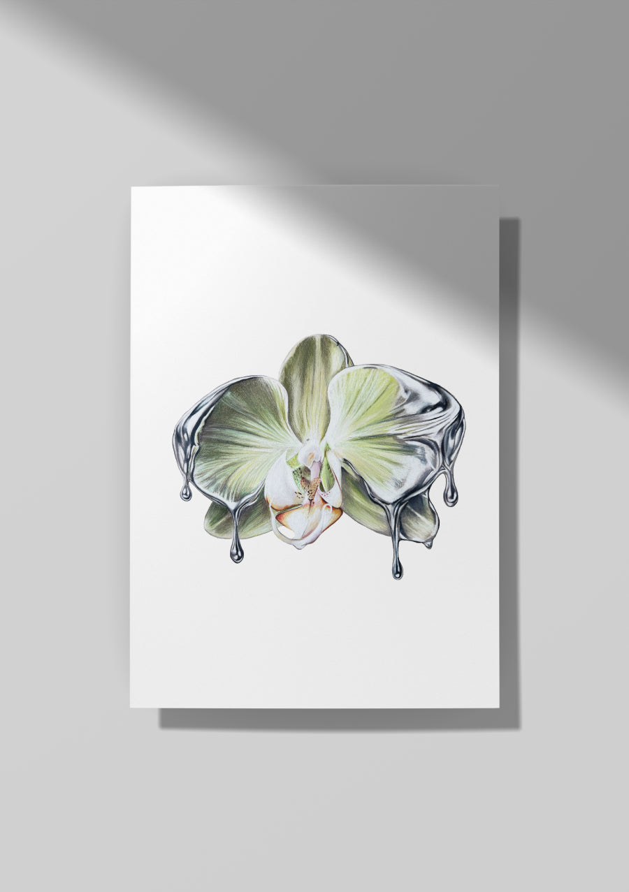 Chrome Orchid