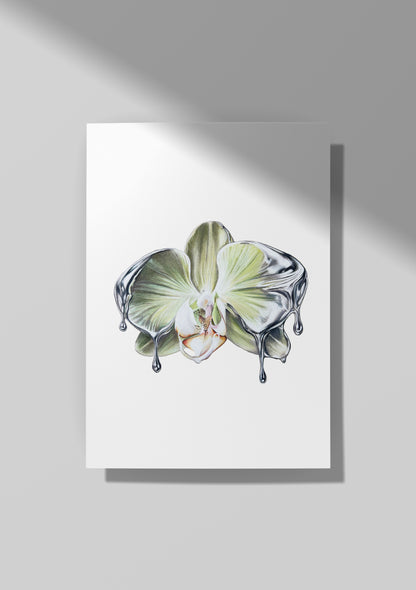 Chrome Orchid