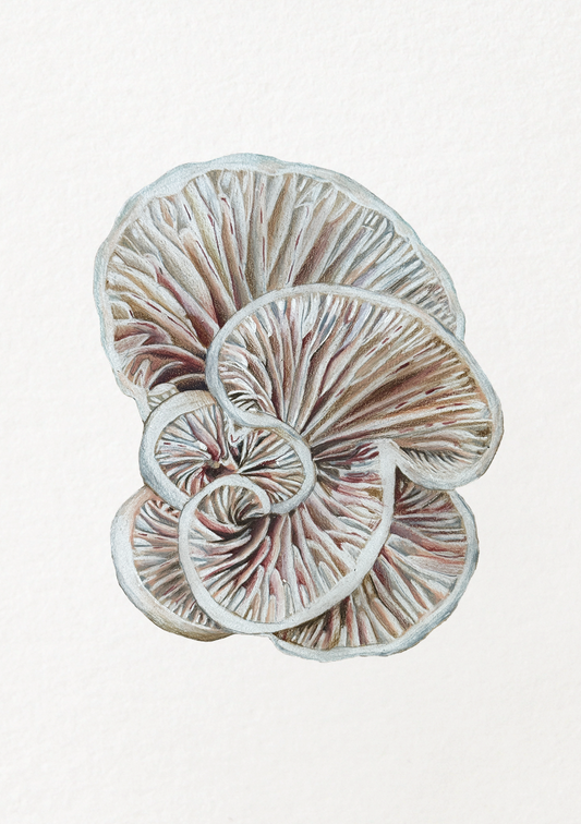 Coral
