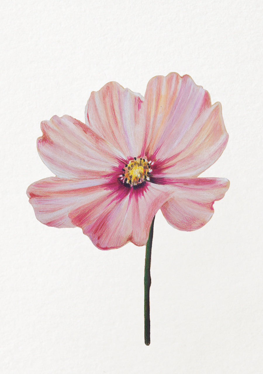 Cosmos - October Birthflower