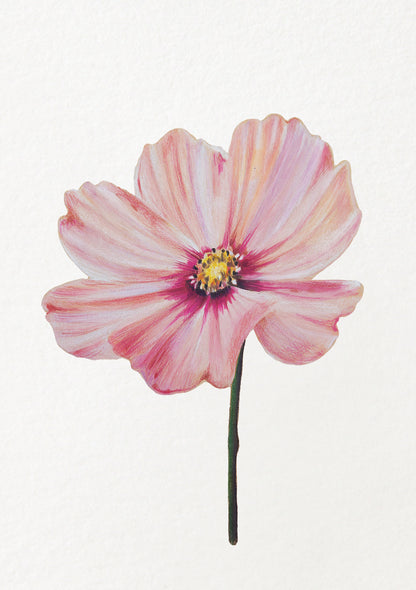 Cosmos - October Birthflower