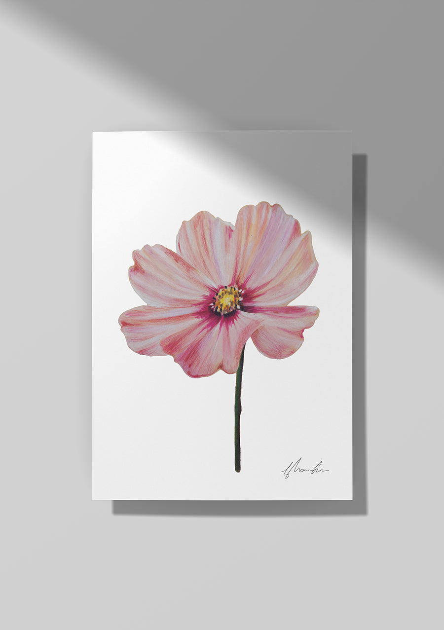 Cosmos - October Birthflower