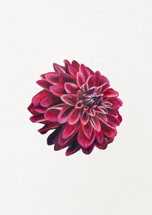 Pink Dahlia