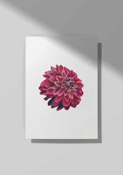 Pink Dahlia