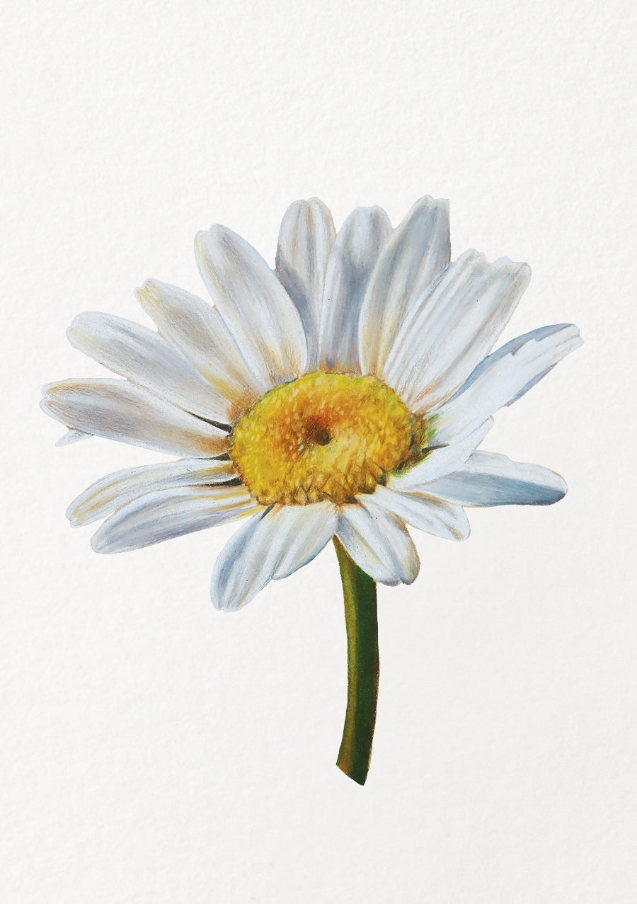 Daisy - April Birthflower