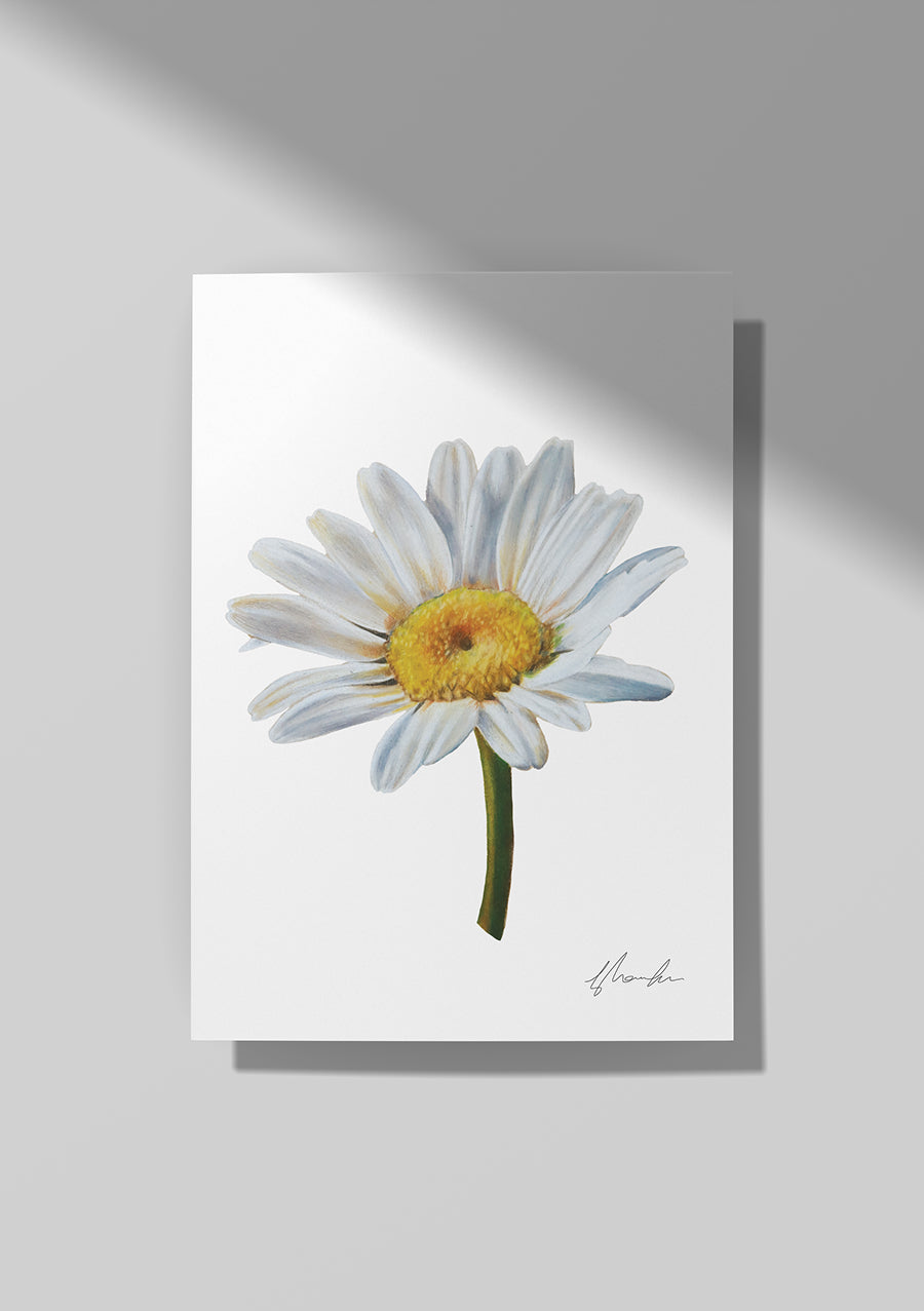 Daisy - April Birthflower