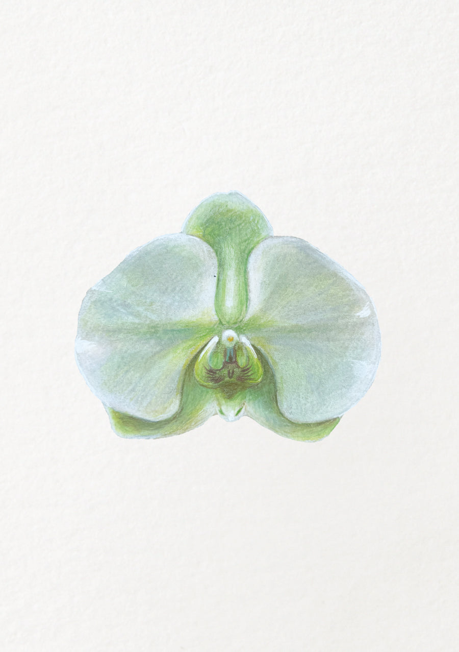 Green Orchid