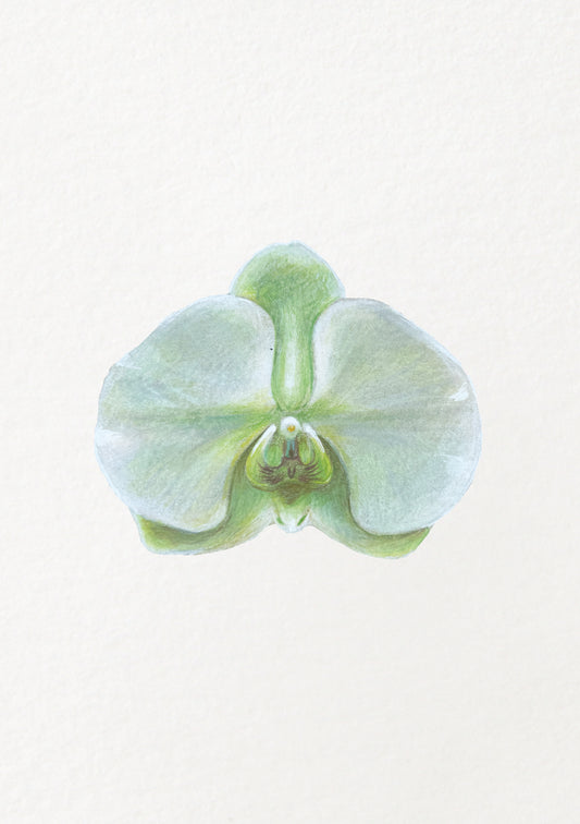 Green Orchid