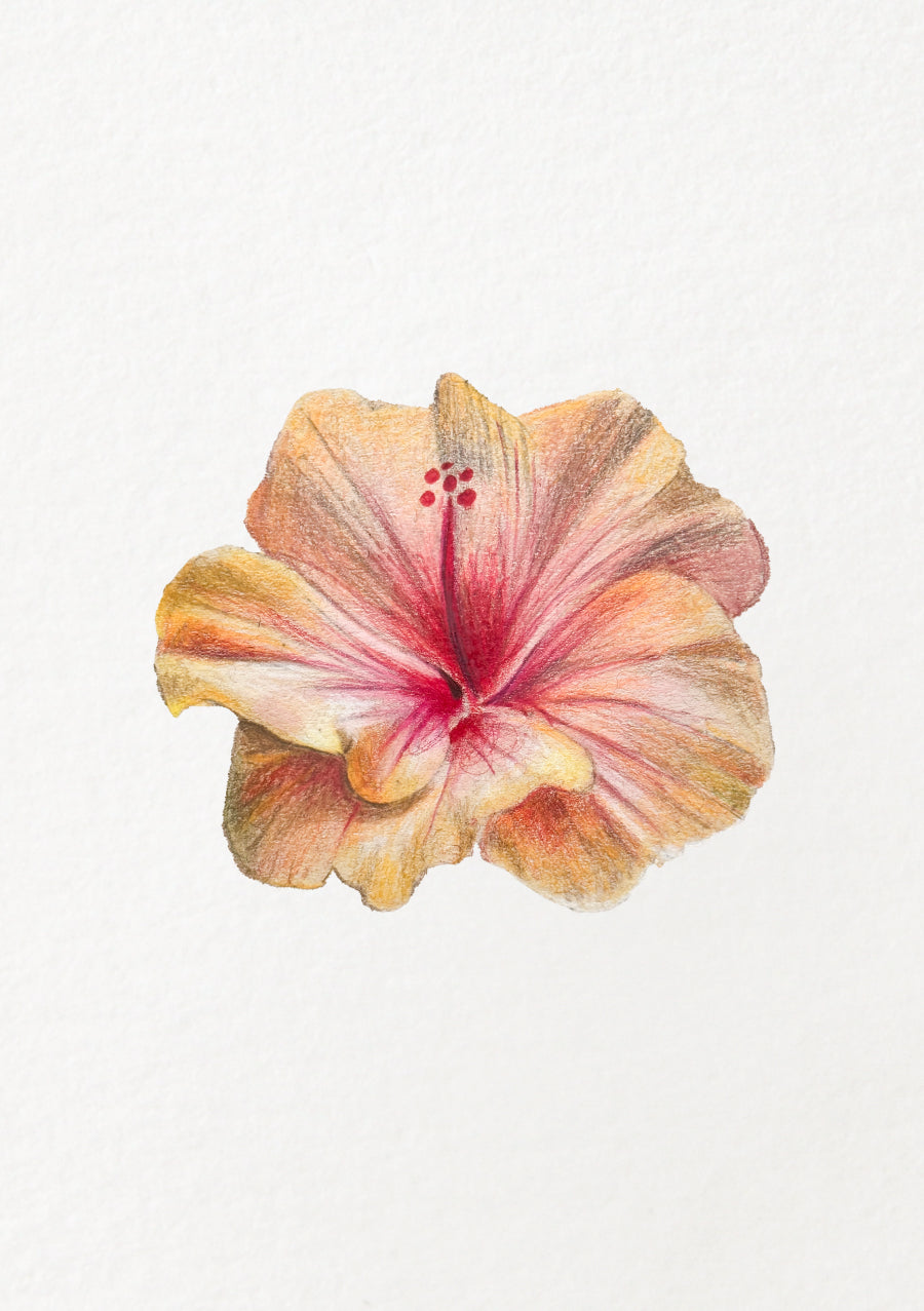 Sunset Hibiscus