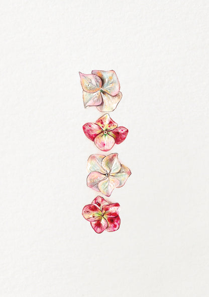 Pink Hydrangea