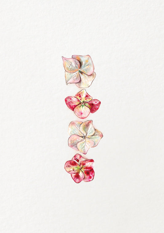 Pink Hydrangea