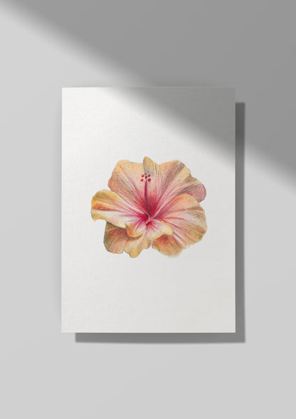 Sunset Hibiscus