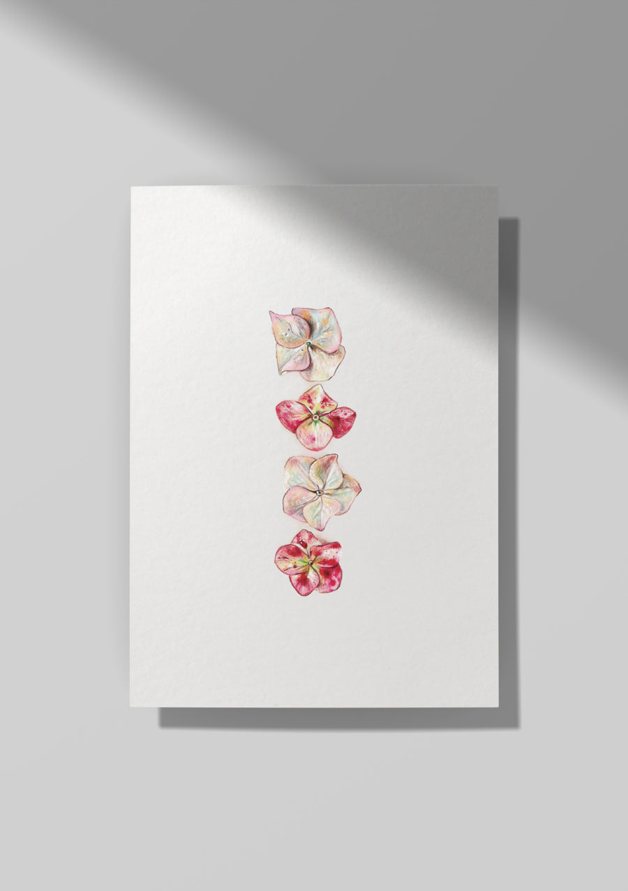 Pink Hydrangea