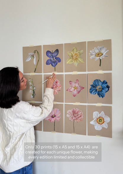 Cosmos - October Birthflower