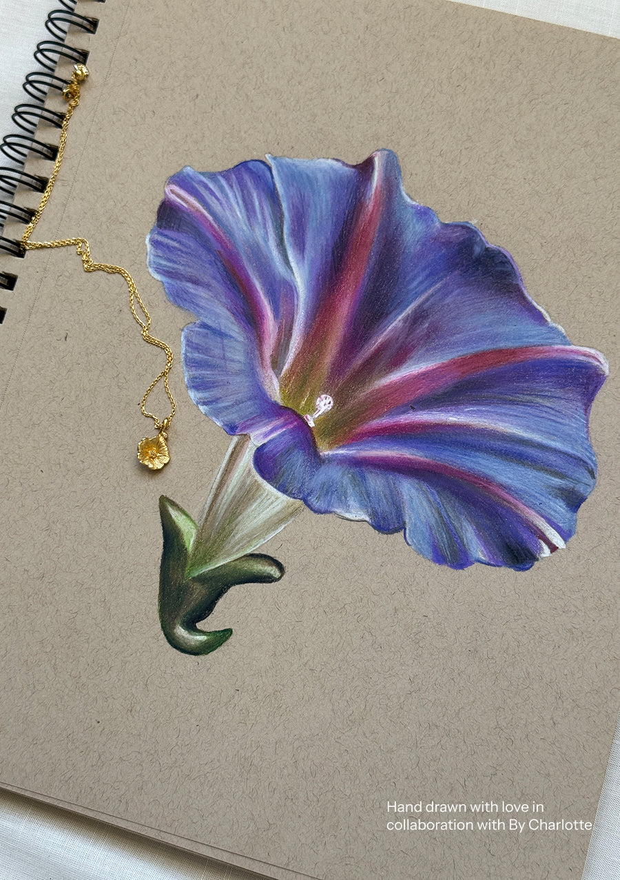 Morning Glory - September Birthflower – Shan Kerr Studio