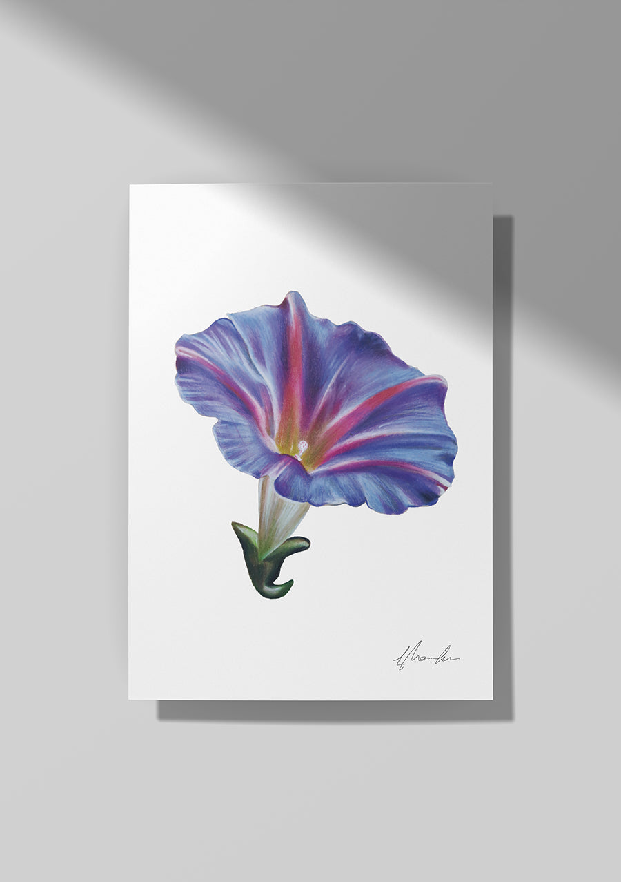 Morning Glory - September Birthflower – Shan Kerr Studio