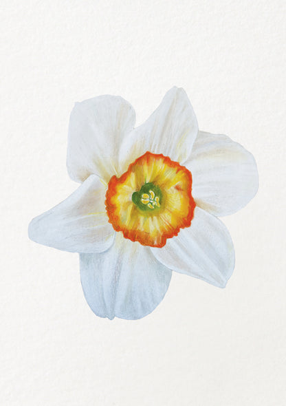 Narcissus - December Birthflower