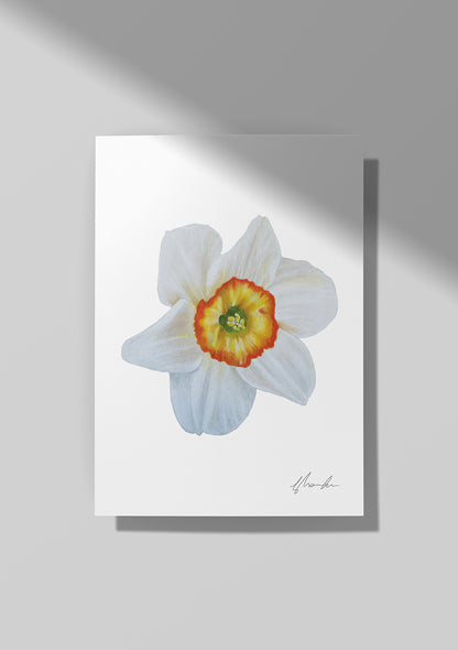 Narcissus - December Birthflower