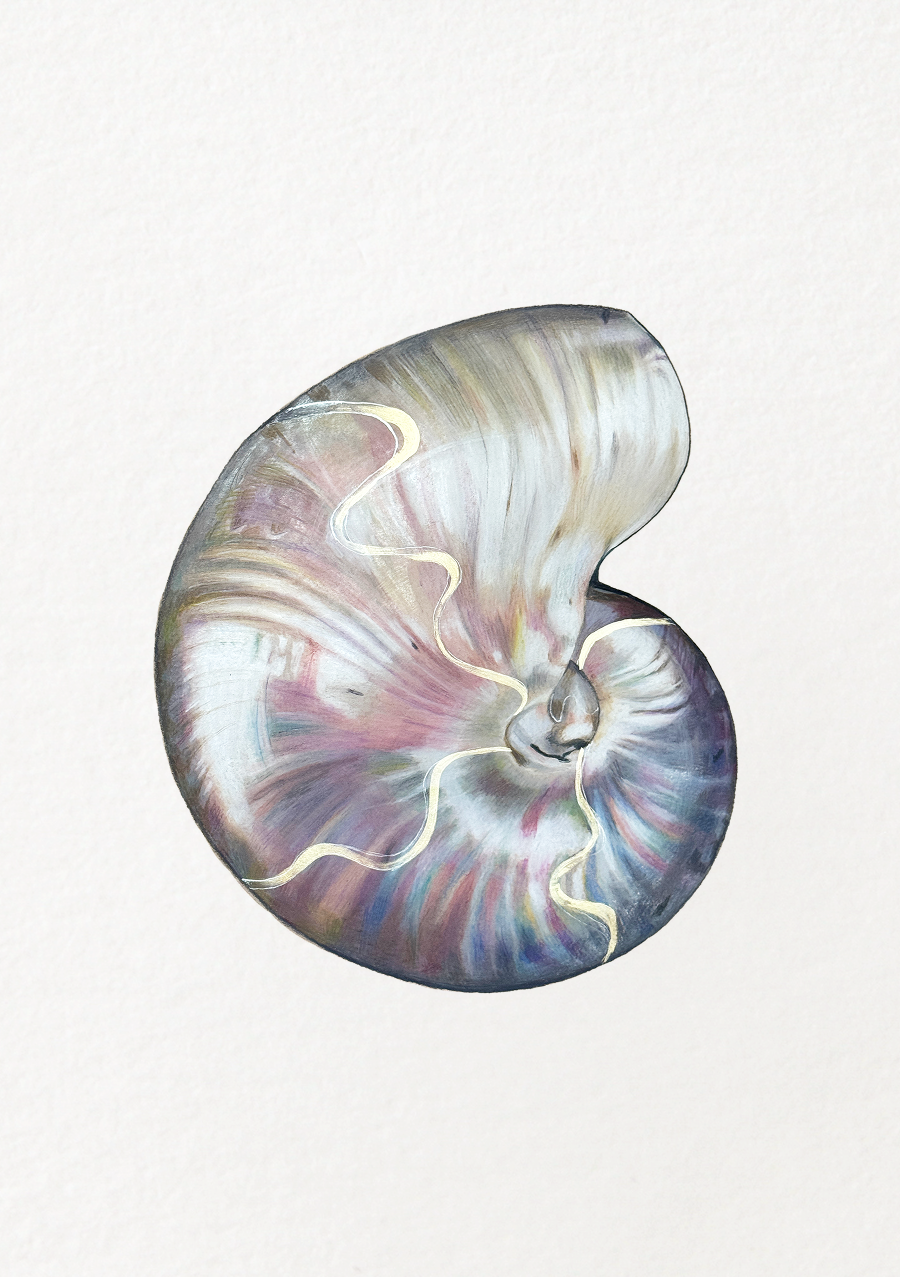 Pearlescent Shell
