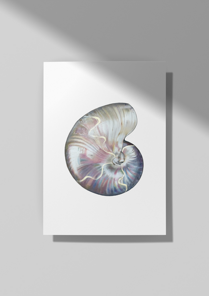 Pearlescent Shell