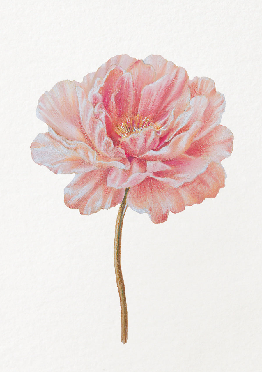 Peony - November Birthflower