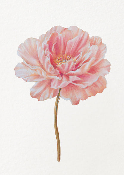 Peony - November Birthflower