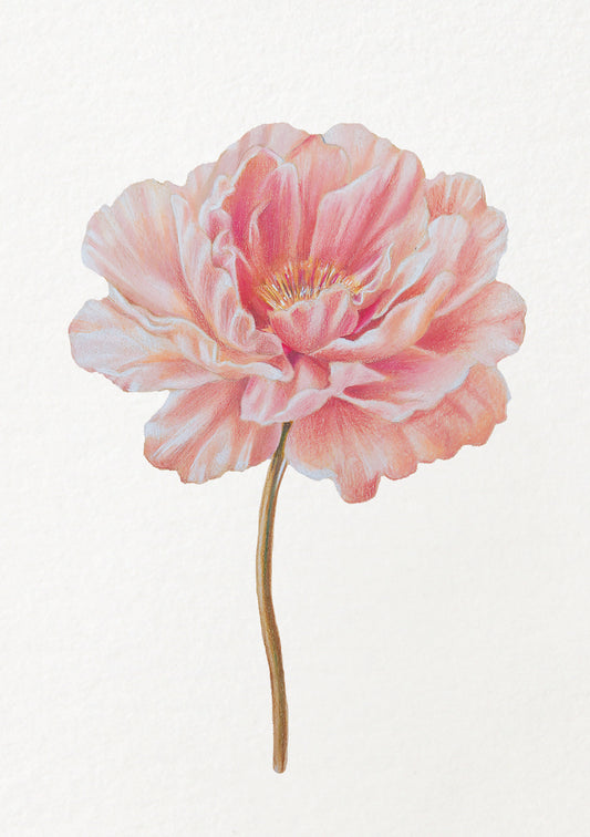 Peony - November Birthflower