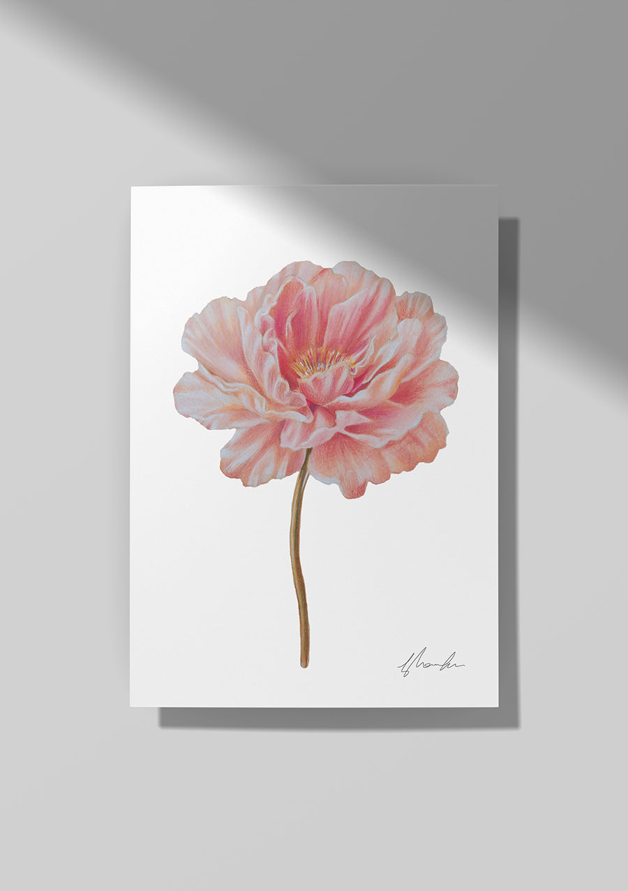 Peony - November Birthflower