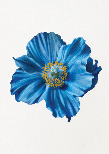 Poppy - August Birthflower