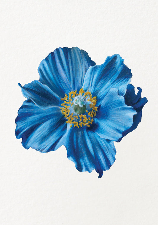 Poppy - August Birthflower