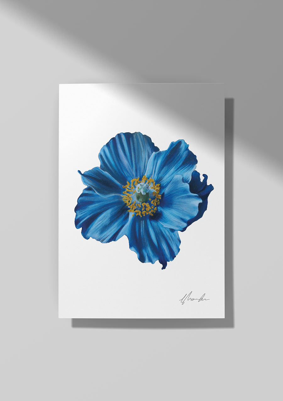 Poppy - August Birthflower